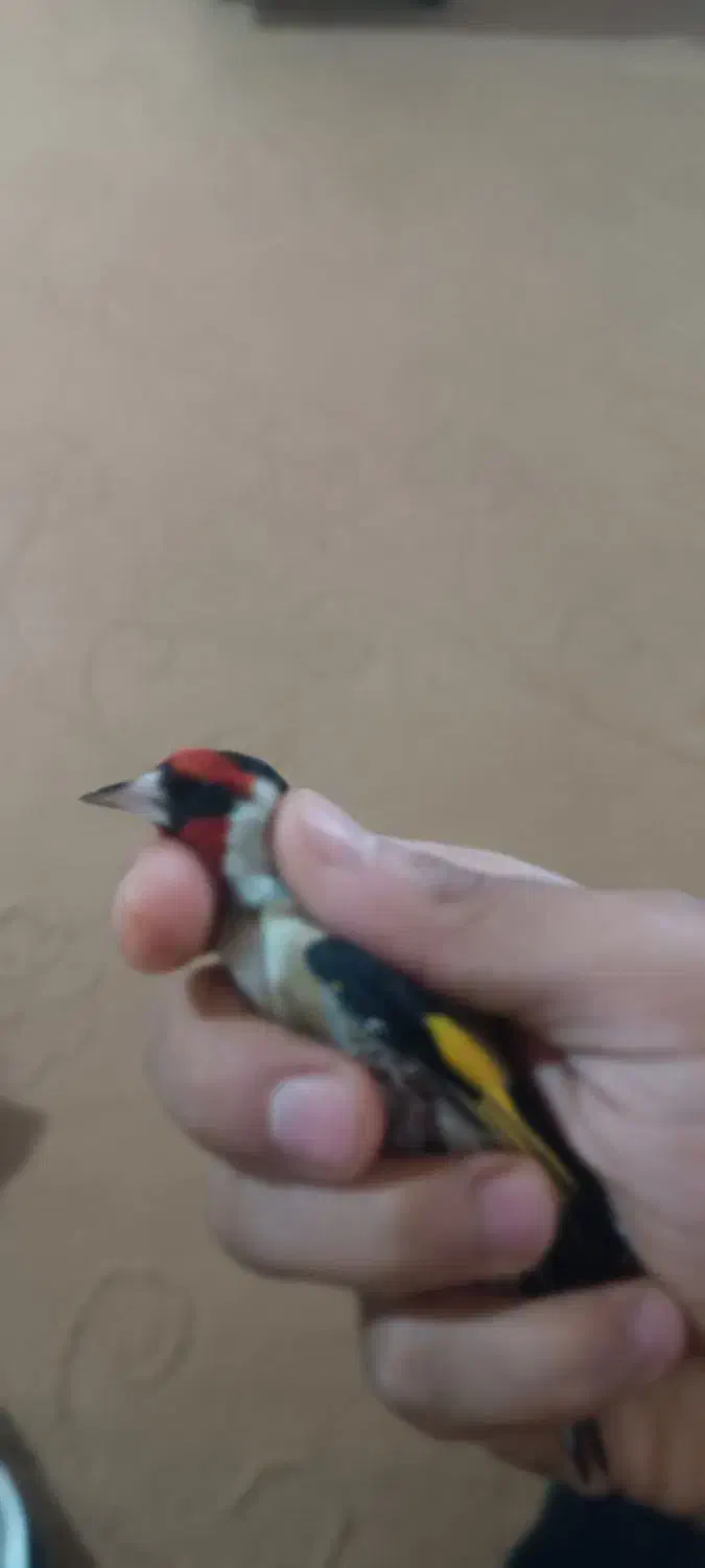 سهره|پرنده|سرپل ذهاب, |دیوار