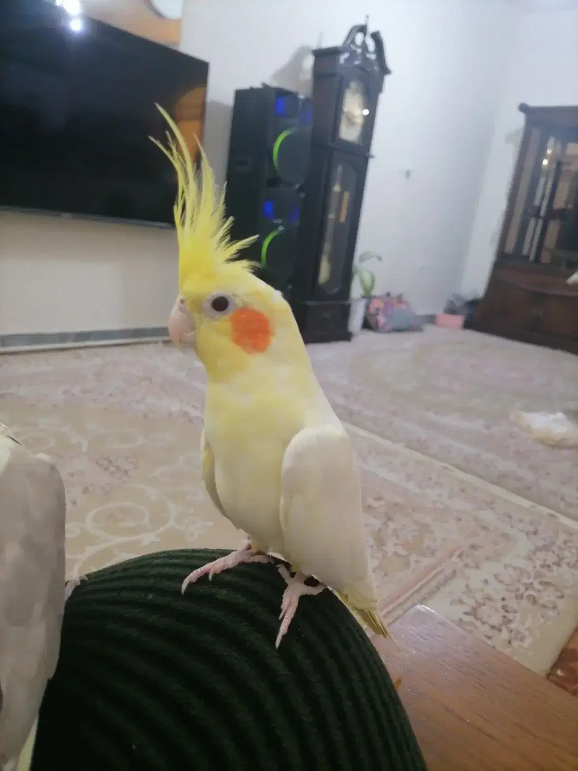 عروس هلندی|پرنده|خاوران, |دیوار