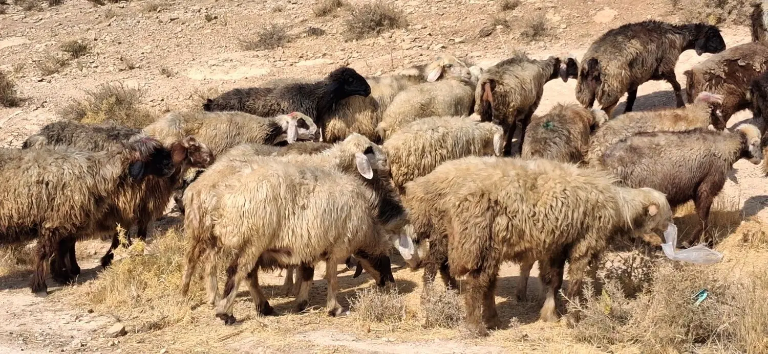 میش|حیوانات مزرعه|شیراز, شهرک والفجر|دیوار