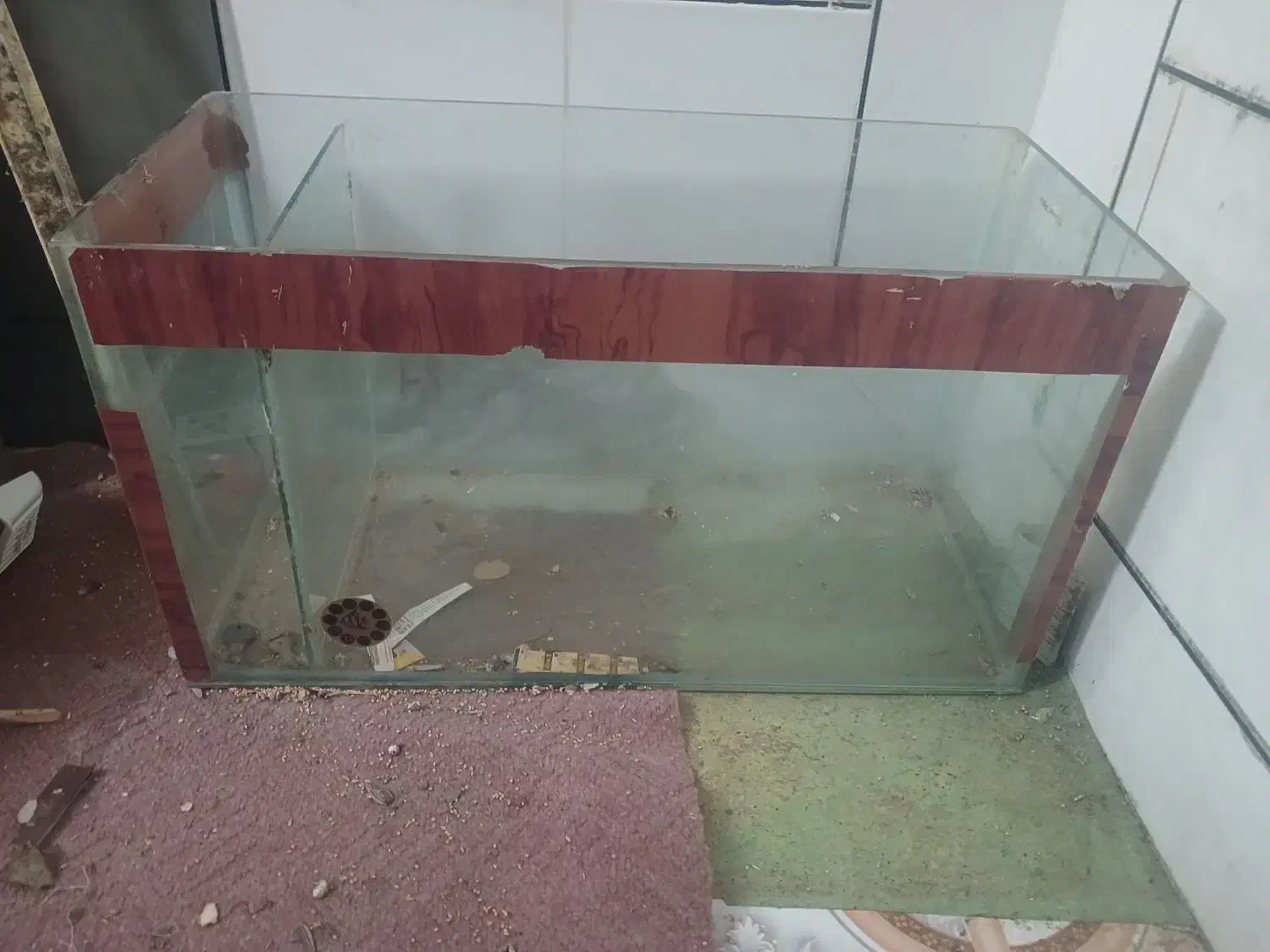 اکواریم|ماهی|خمینی‌شهر, |دیوار