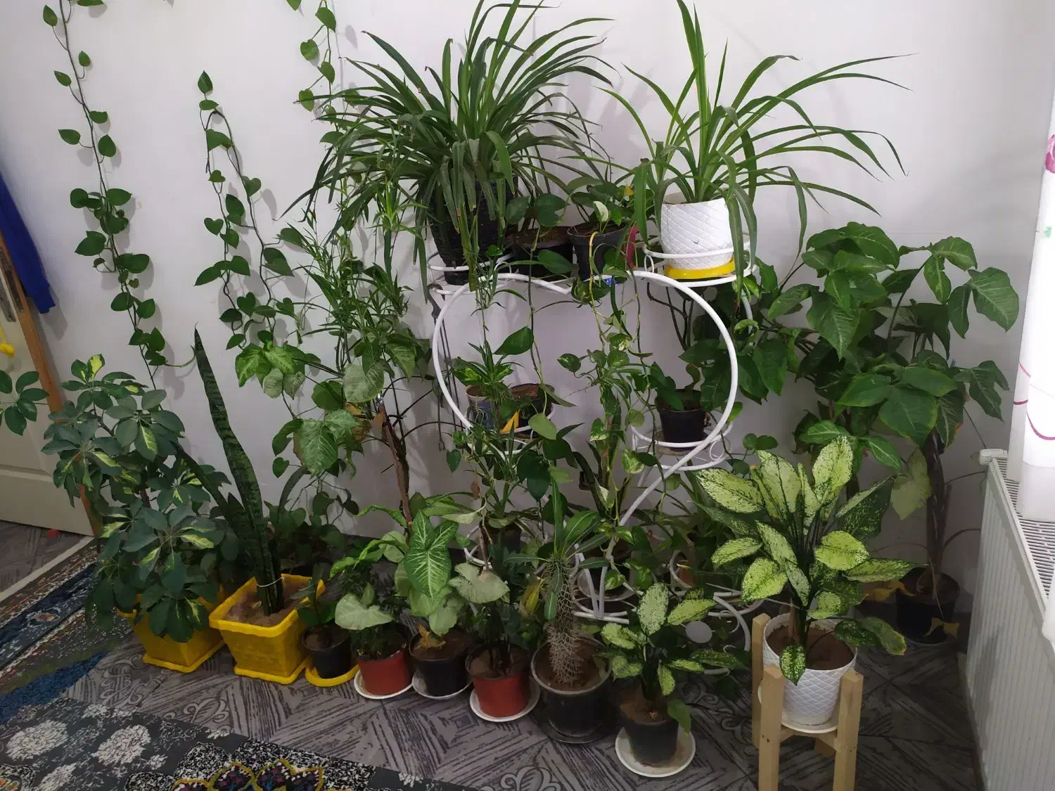 26عدد گل و استند فروشی|گل و گیاه طبیعی|محمدیه-قزوین, |دیوار