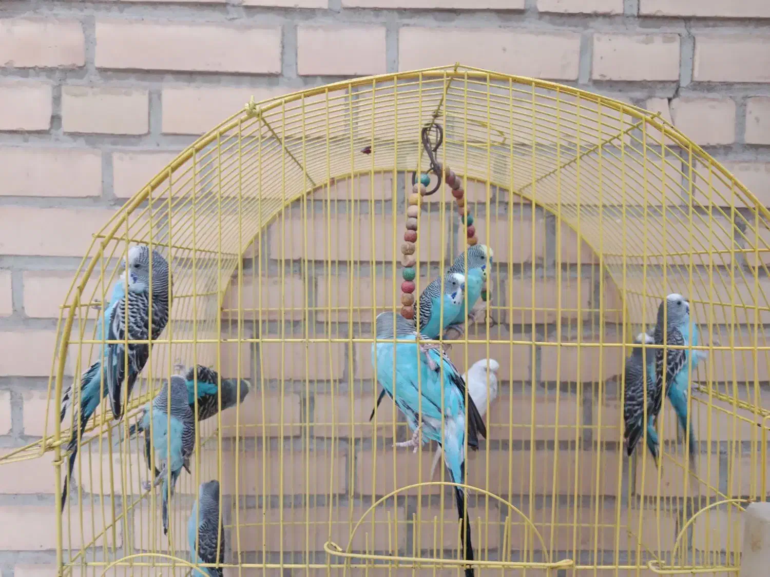 مرغ عشق جوان سالم کارداده|پرنده|خمینیشهر, |دیوار