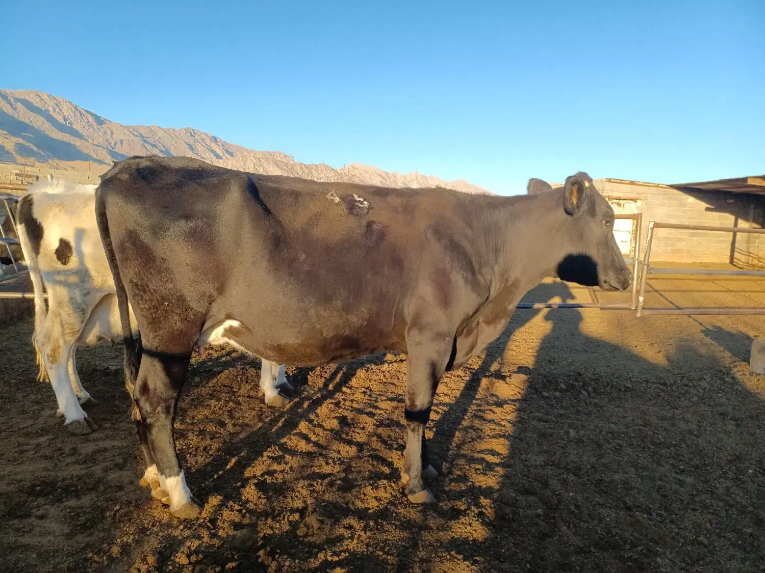 گاو شیری گوساله نر و ماده|حیوانات مزرعه|تربت جام, میان جام|دیوار