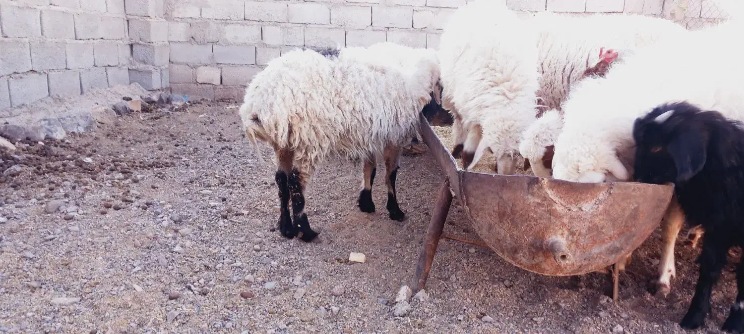 گوسفندوقوچ|حیوانات مزرعه|سربیشه, |دیوار