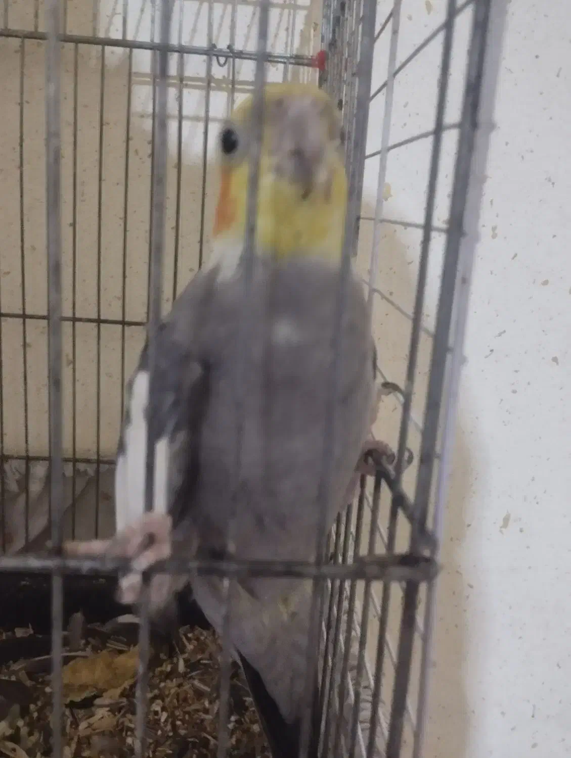 عروس هلندی نر|پرنده|میناب, |دیوار