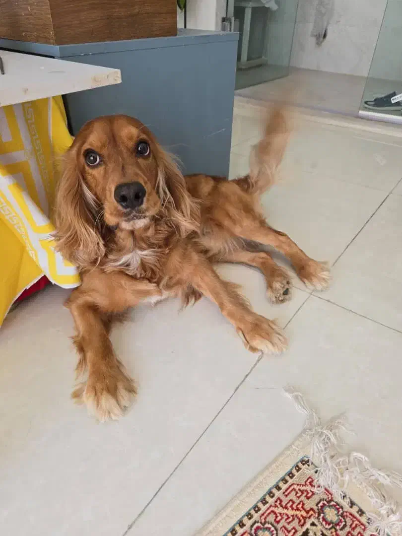 سگ گمشده|سگ|مشهد, چهارچشمه|دیوار