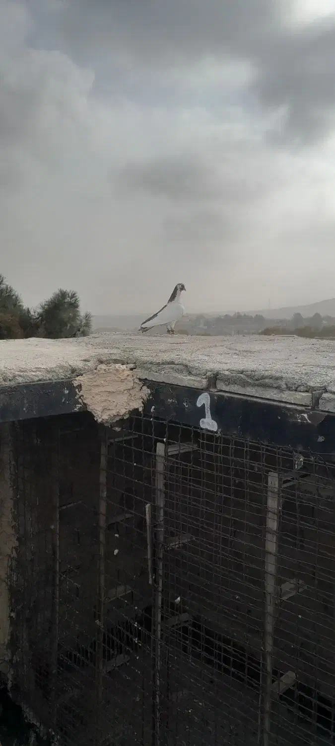 کبوتر بوم|پرنده|شاندیز, |دیوار