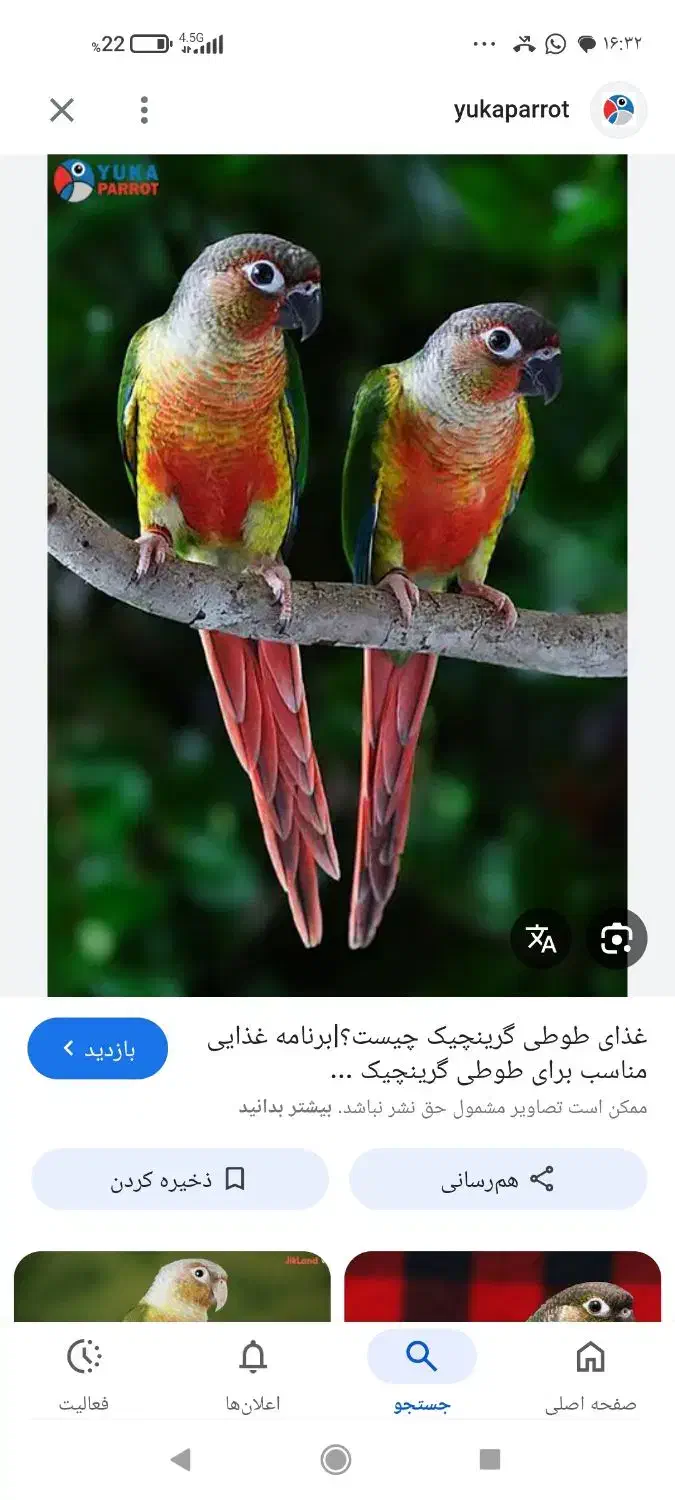 گرینچیک گم شده|حیوانات|اردکان, |دیوار