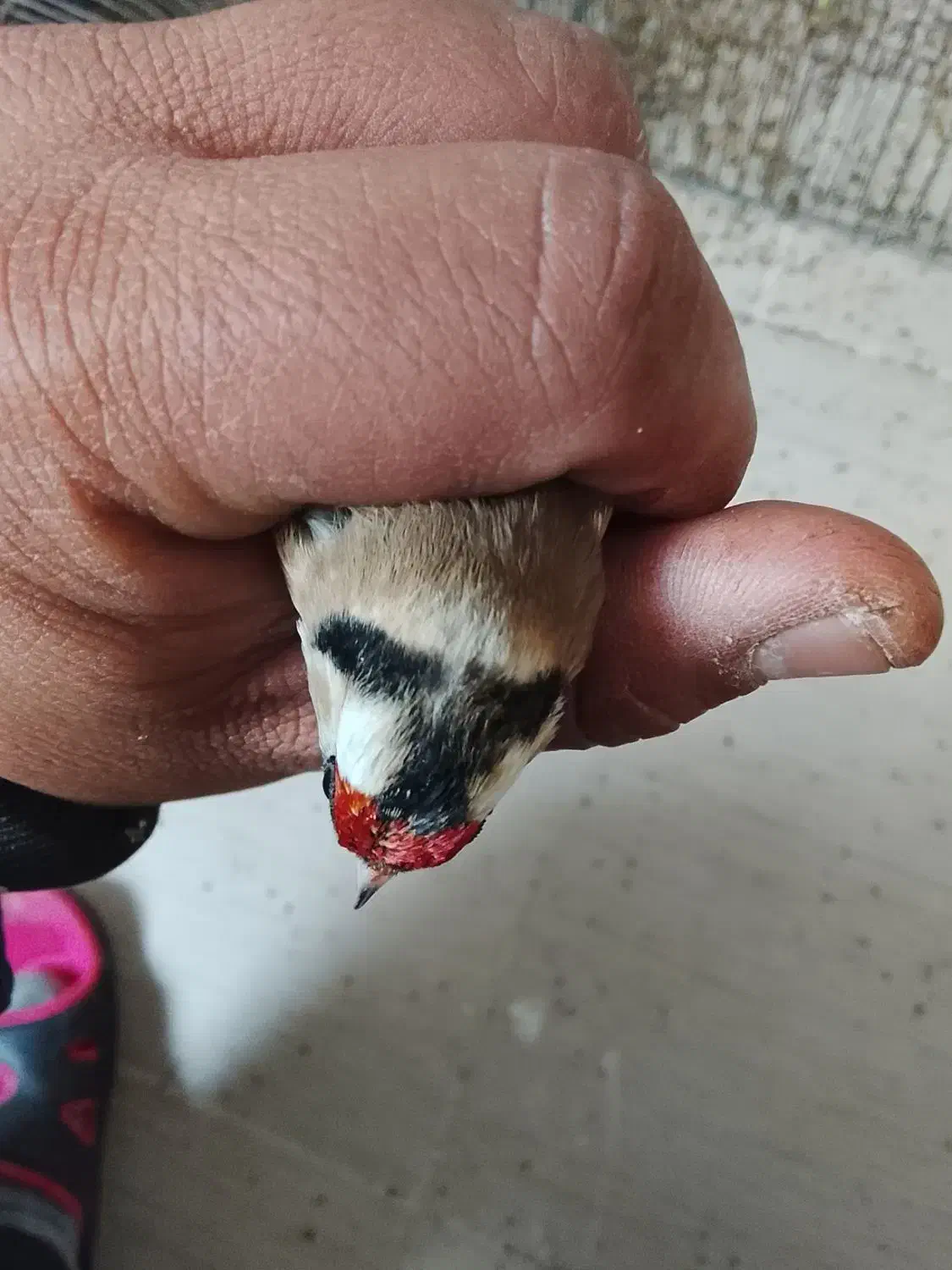 سهره|پرنده|مرودشت, ثبت احوال|دیوار