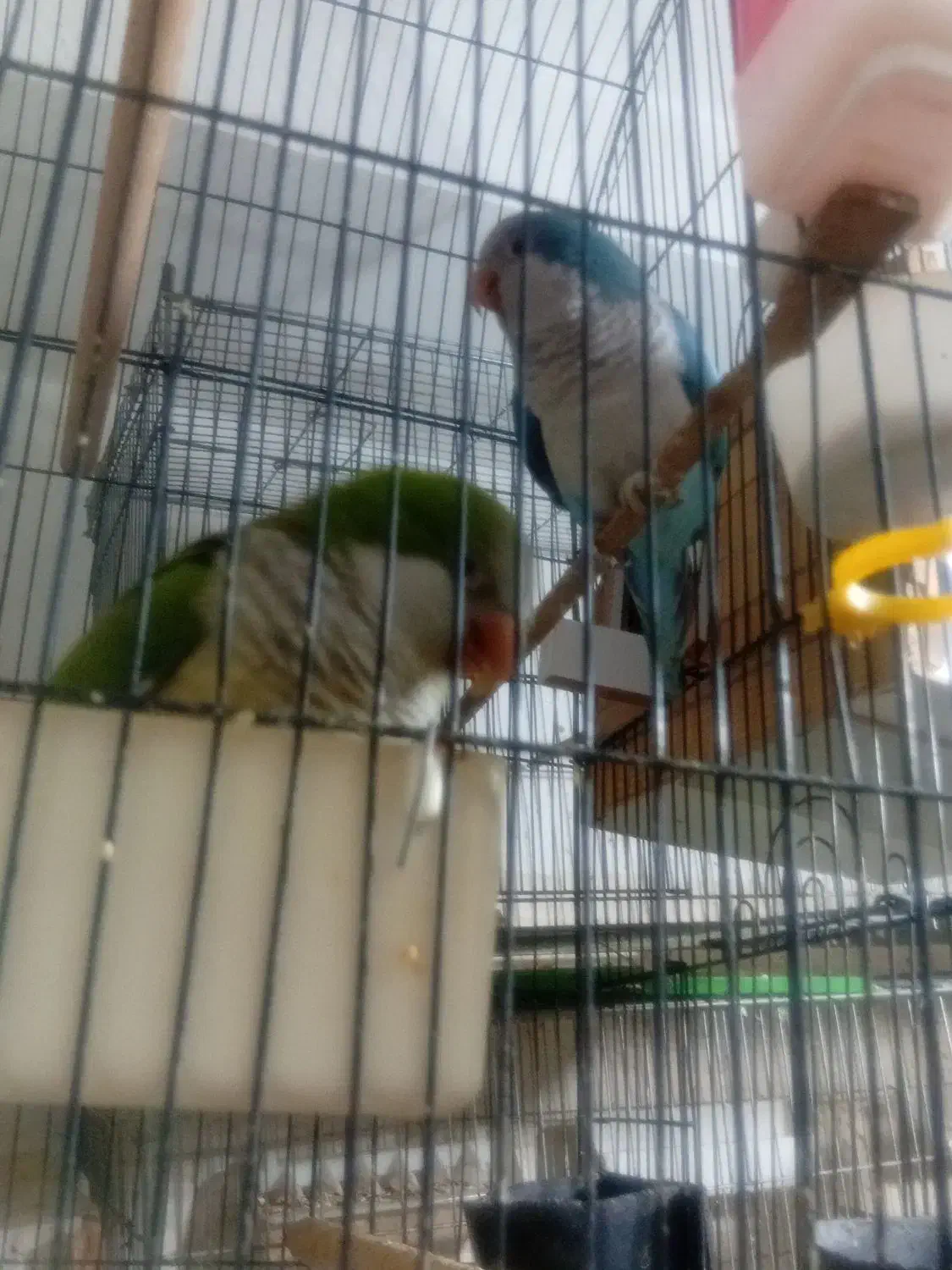 طوطی راهب|پرنده|رباطکریم, رباطکریم|دیوار