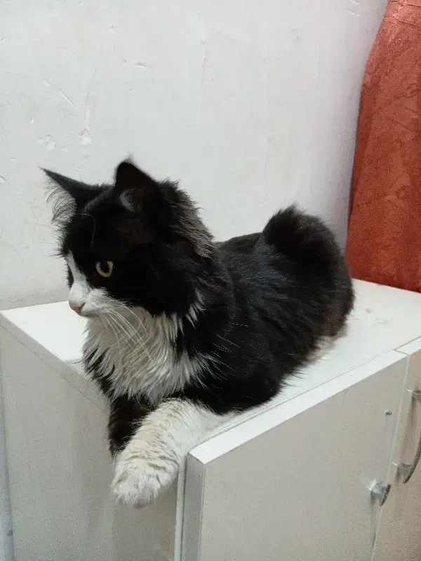 واگذاری گربه خانگی رایگان|گربه|اردبیل, |دیوار