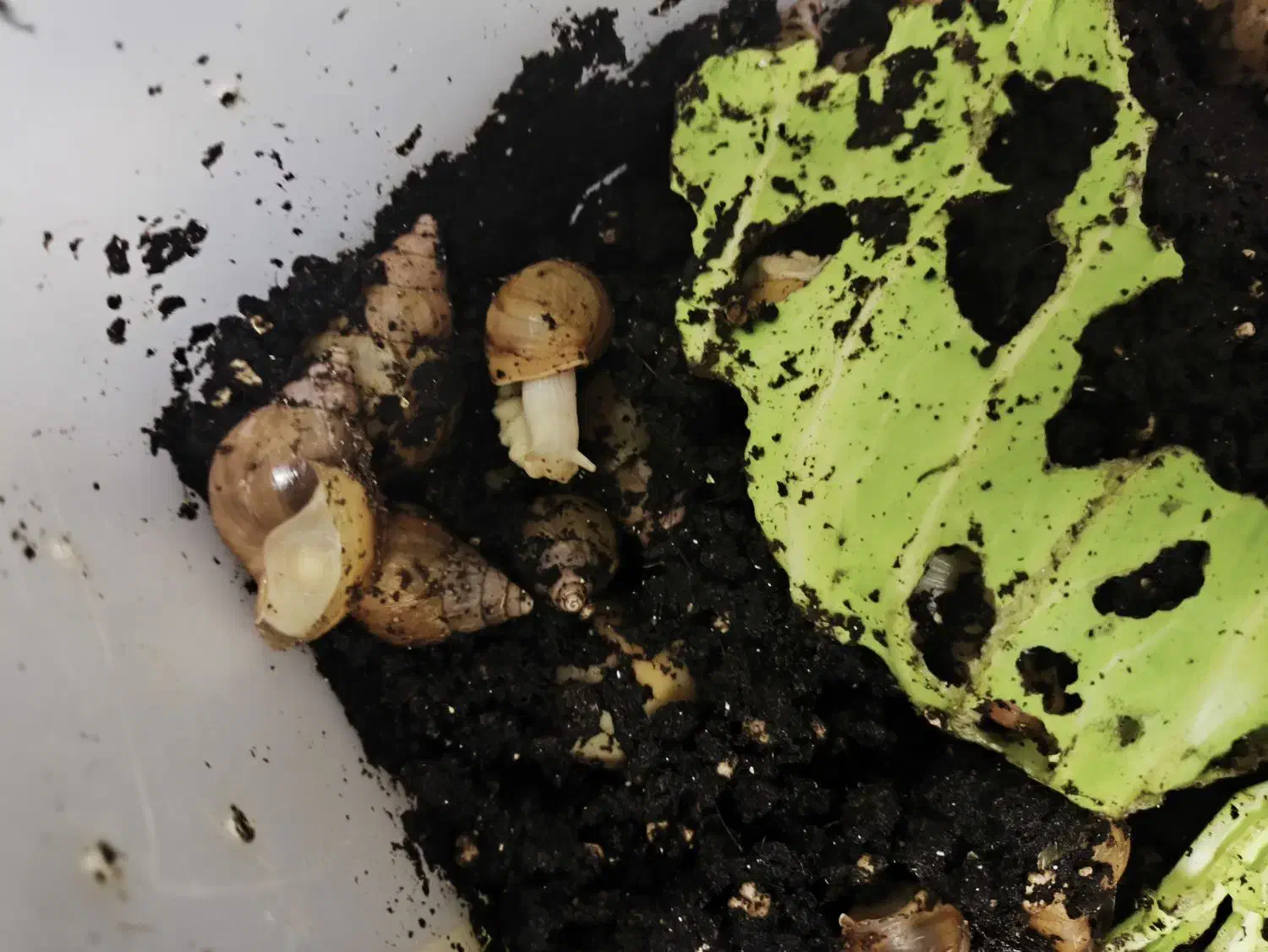 حلزون آچاتینا|خزنده|اصفهان, گلزار|دیوار