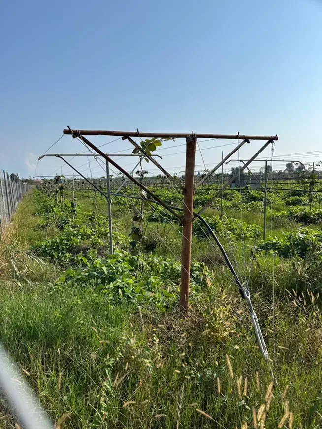 فروش یک هکتار باغ کیوی دارای 500مترمسکونی/تالش|فروش زمین و ملک کلنگی|لیسار, |دیوار