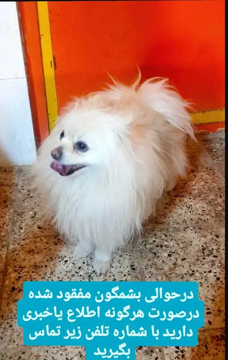 گمشده|حیوانات|باغ بهادران, |دیوار