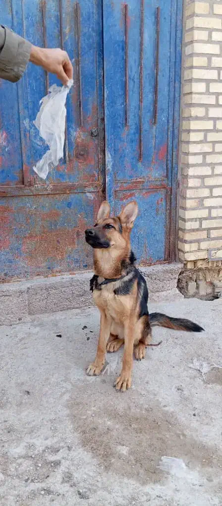 سگ ژرمن شناسنامه دار8ماهه|سگ|آبادان, |دیوار