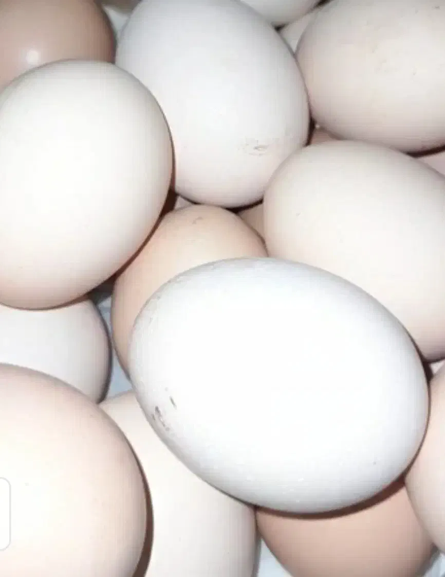 تخم مرغ ارگانیک|خوردنی و آشامیدنی|خمینیشهر, |دیوار