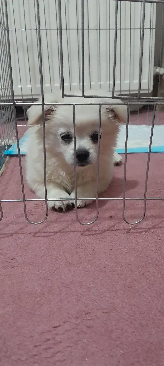 فروش سگ روباهی نر|سگ|سهند, |دیوار