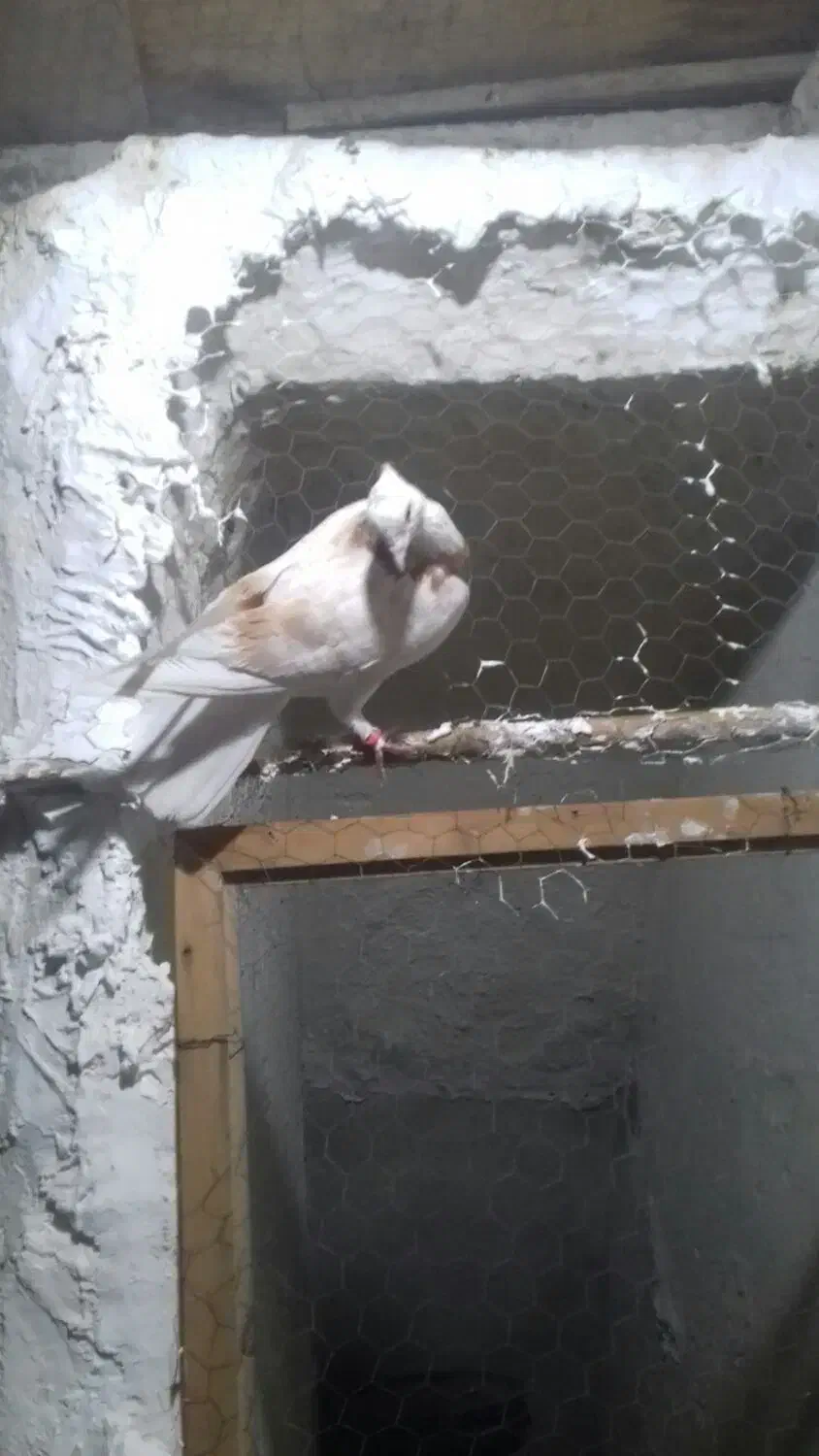 پلاس|پرنده|قم, چهار مردان|دیوار