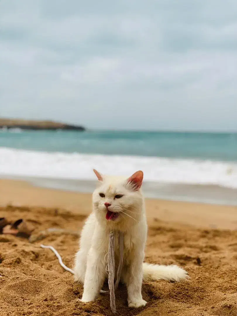 گربه|گربه|چابهار, |دیوار