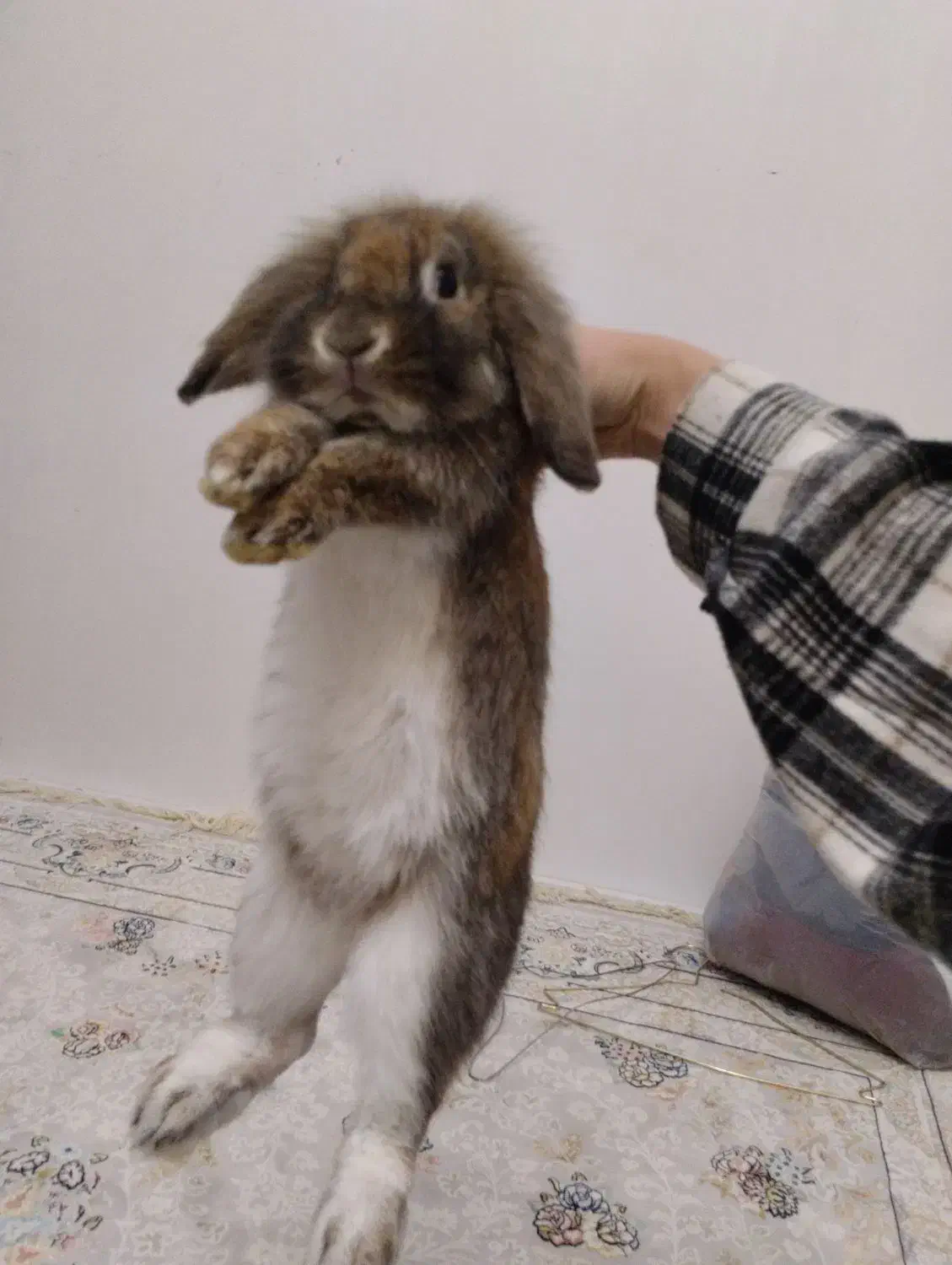 خرگوش فروش فوری|موش و خرگوش|مرزنآباد, |دیوار