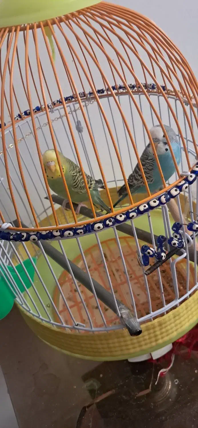 مرغ عشق|پرنده|محمدشهر, محمدشهر|دیوار