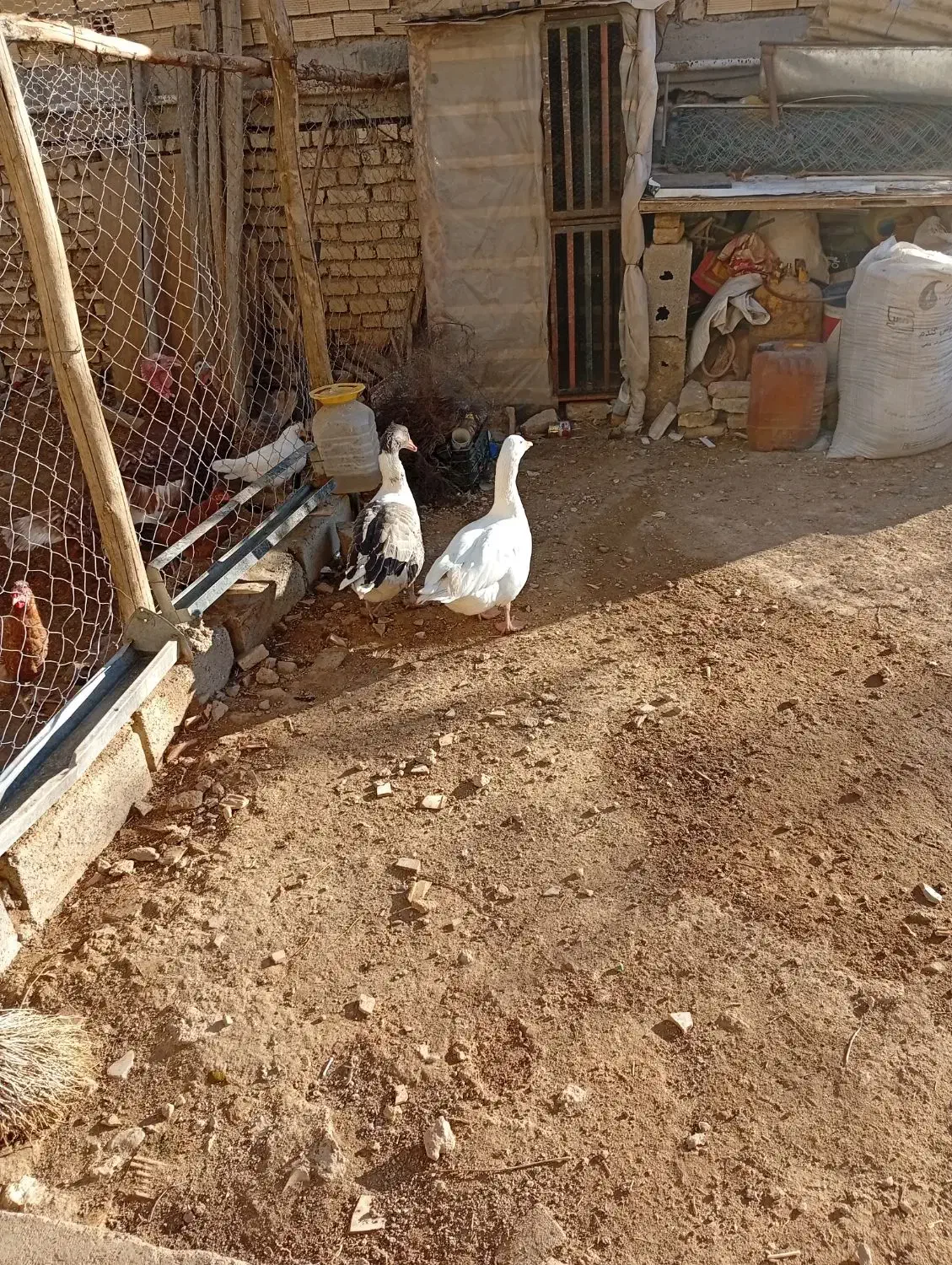 غاز مرغ کبوتر|حیوانات مزرعه|لاران, |دیوار