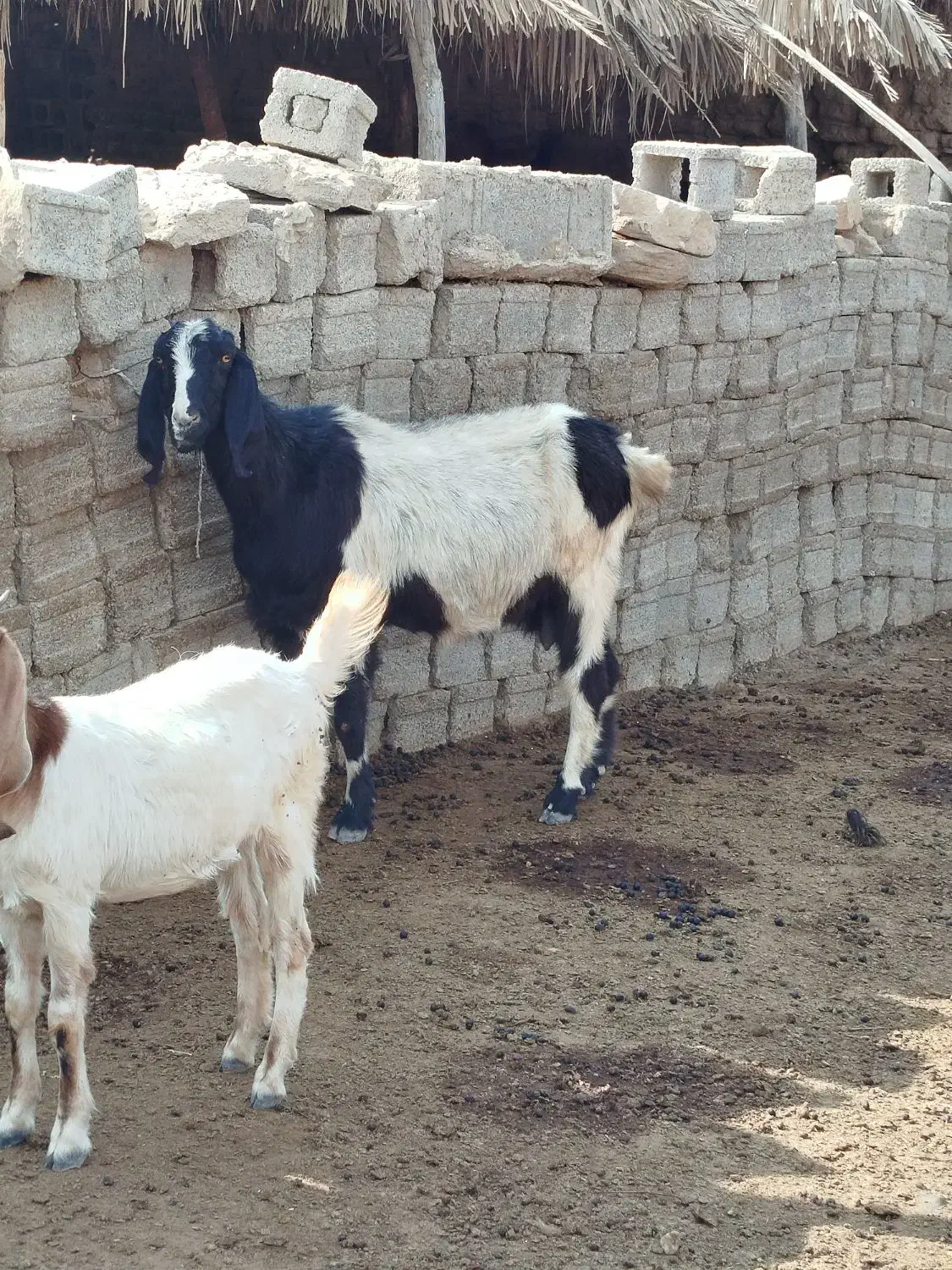 بز ابستن|حیوانات مزرعه|سعدآباد, |دیوار