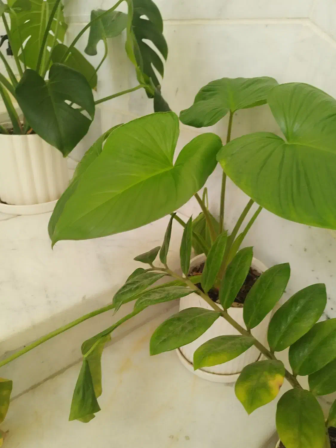 نظافت|خدمات نظافت|گرگان, |دیوار