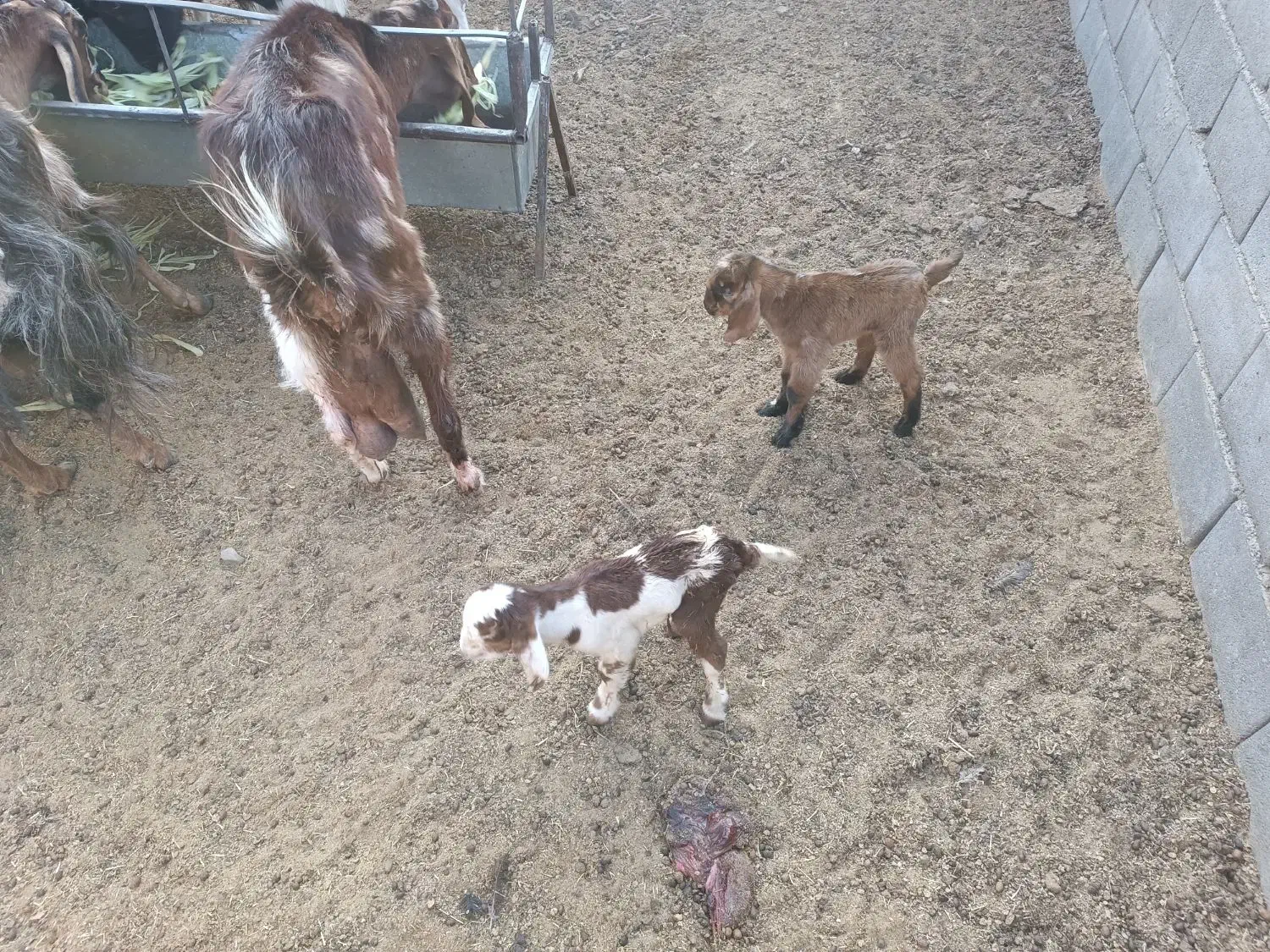 بز پاکستانی جوان جنس عالی تازه زاییده دو قلو|حیوانات مزرعه|شریف‌آباد, |دیوار