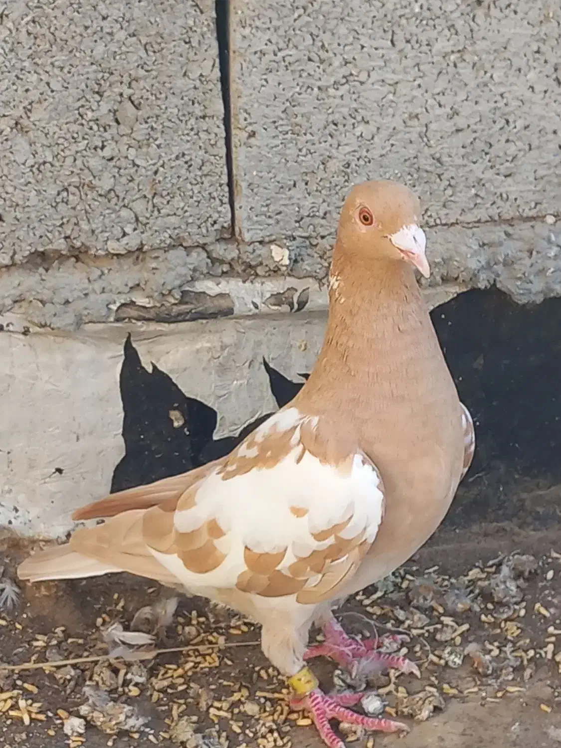 کارل پلاکی ماده|پرنده|وحدتیه, |دیوار