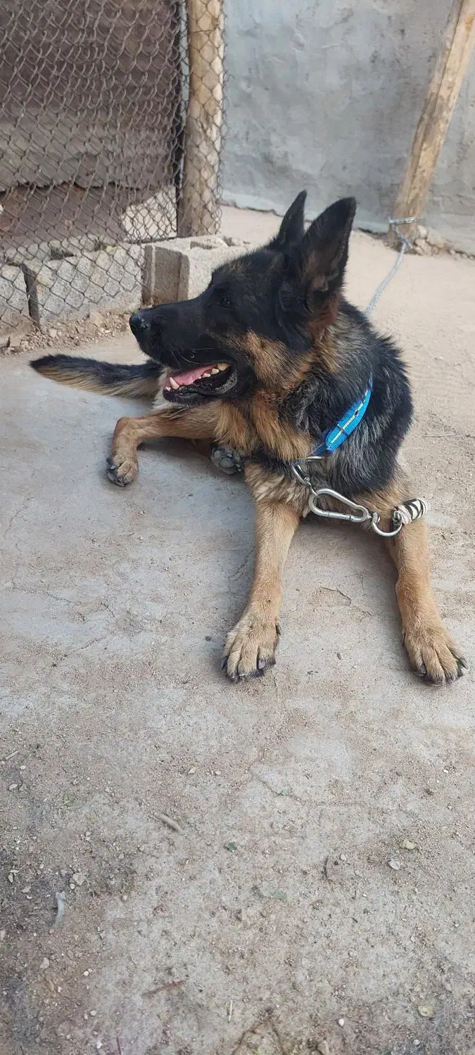 سگ ژرمن|سگ|بیدشهر, |دیوار