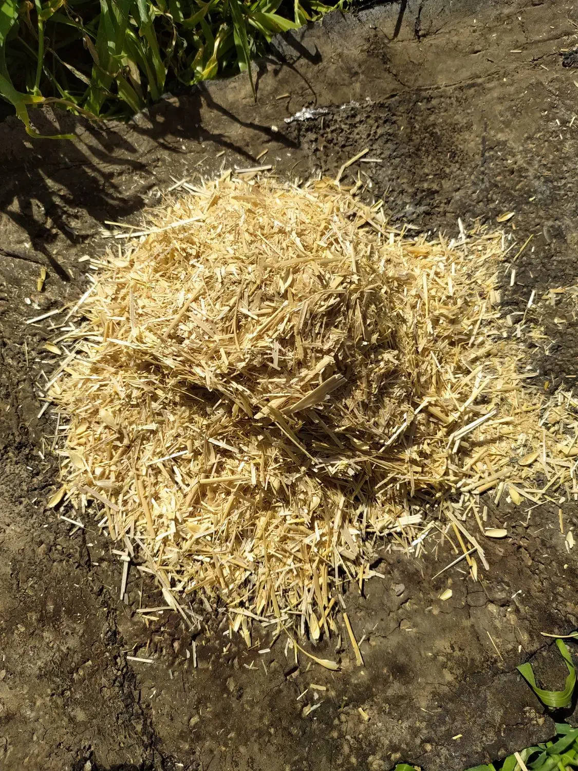 کاه گندم دیم کردستان تحویل درب دامداری|لوازم جانبی حیوانات|شاهینشهر, برخوار غرب|دیوار