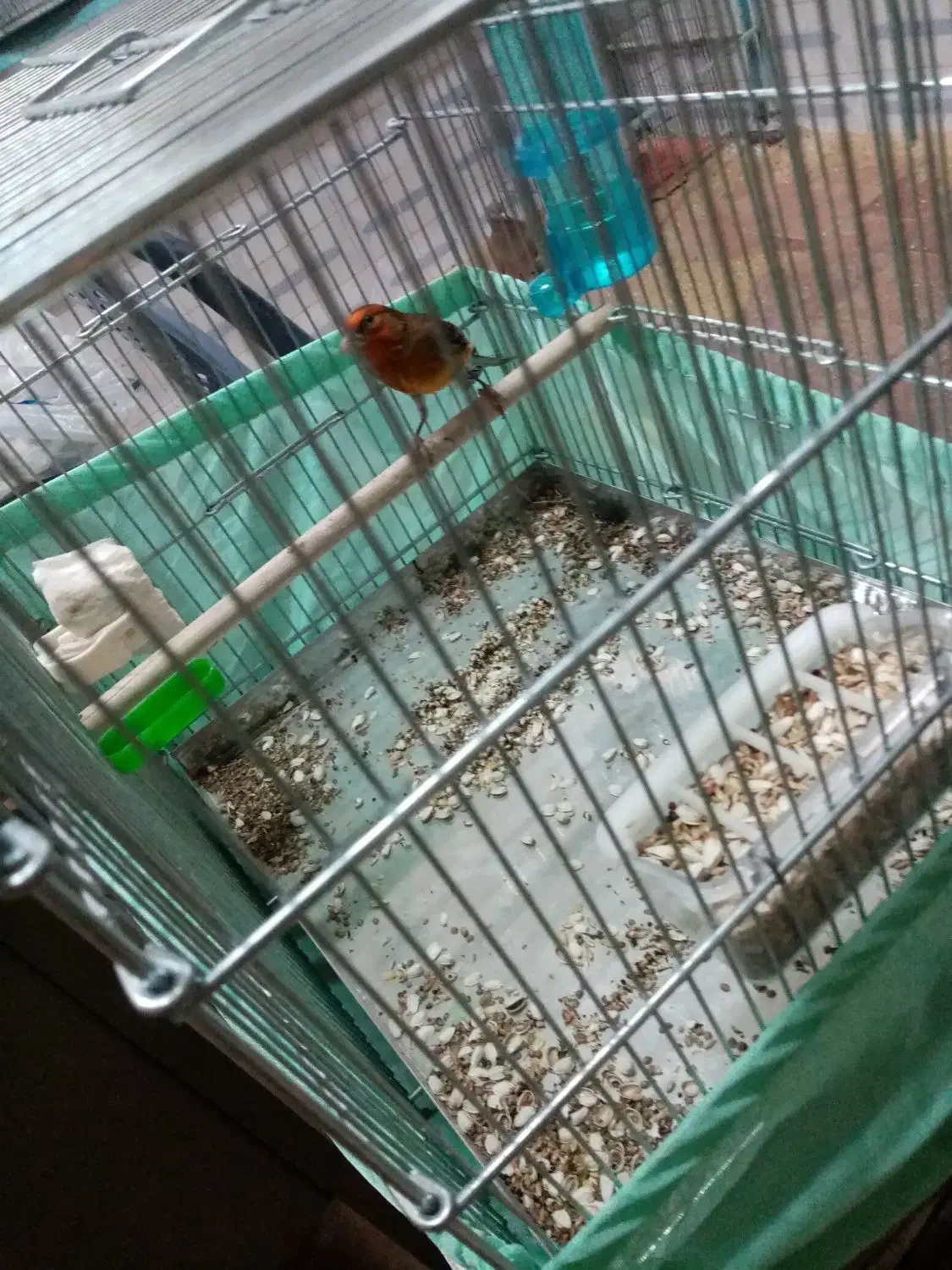 سهره قناری نر بخون|پرنده|ارومیه, |دیوار