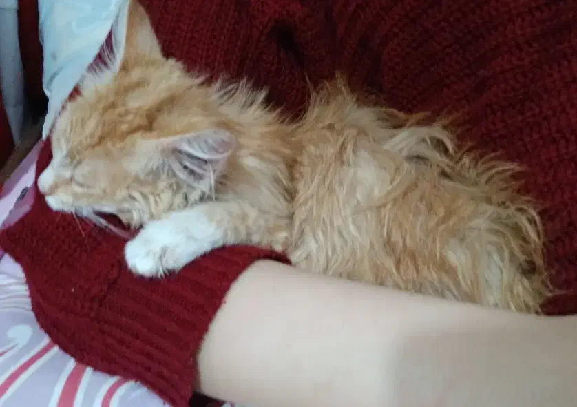 گربه میکس DSH Persian|گربه|بیرجند, |دیوار