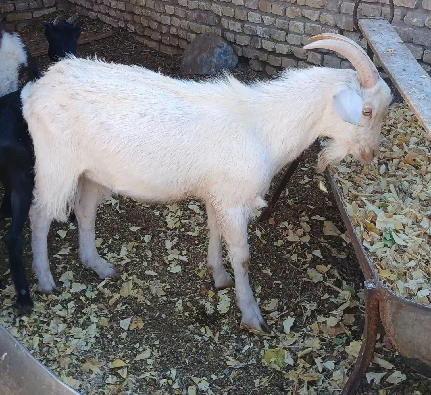 نر بز|حیوانات مزرعه|رفسنجان, |دیوار