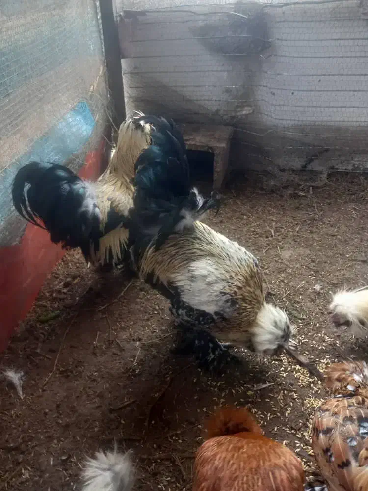 مرغ و خروس|حیوانات مزرعه|رشت, شهرک صبا|دیوار