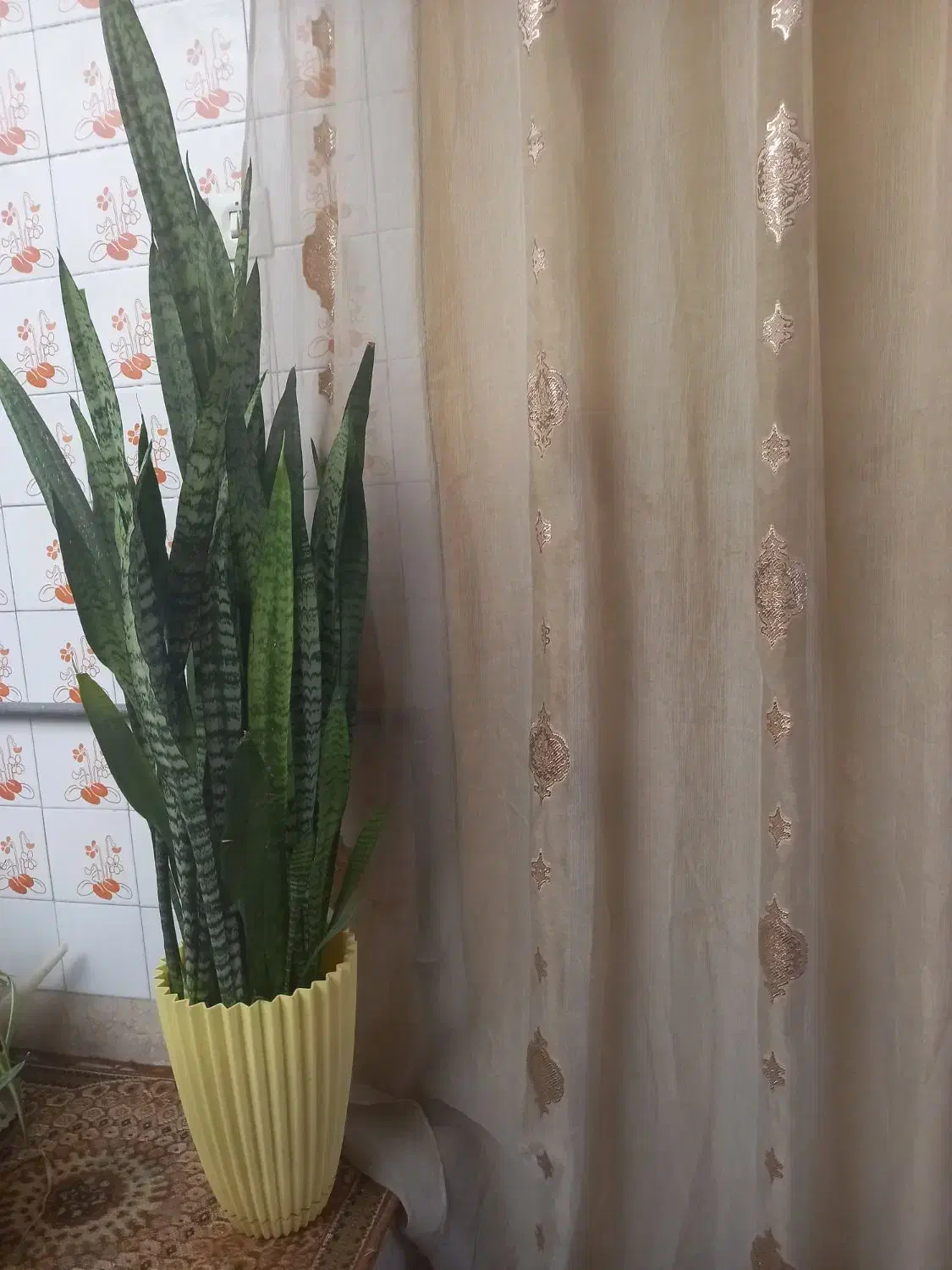 گل سانسوریا بلند زیبا|گل و گیاه طبیعی|آباده, |دیوار