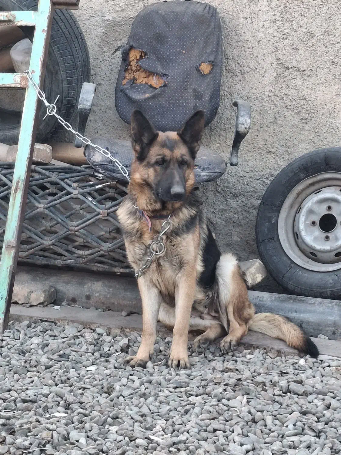 سگ شرمن|سگ|شهریار, شهرک امیریه|دیوار