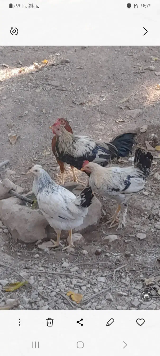 خروس محلی و اردک|حیوانات مزرعه|ایوان, |دیوار