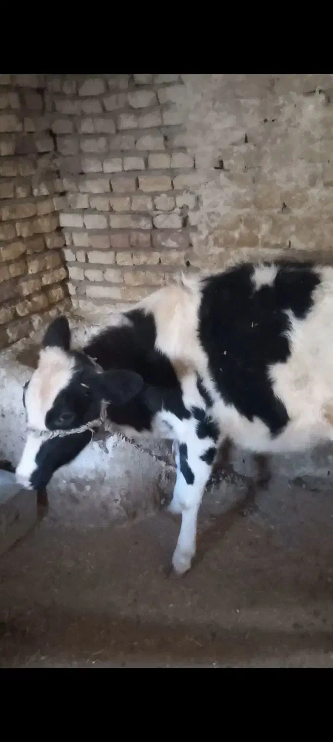 گوساله ۵ ماهه|حیوانات مزرعه|صمصامی, |دیوار