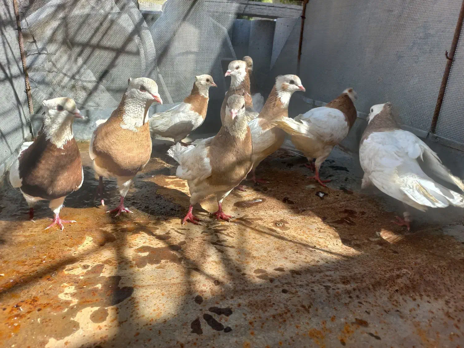 کفتر،طوقی|پرنده|دهدشت, |دیوار