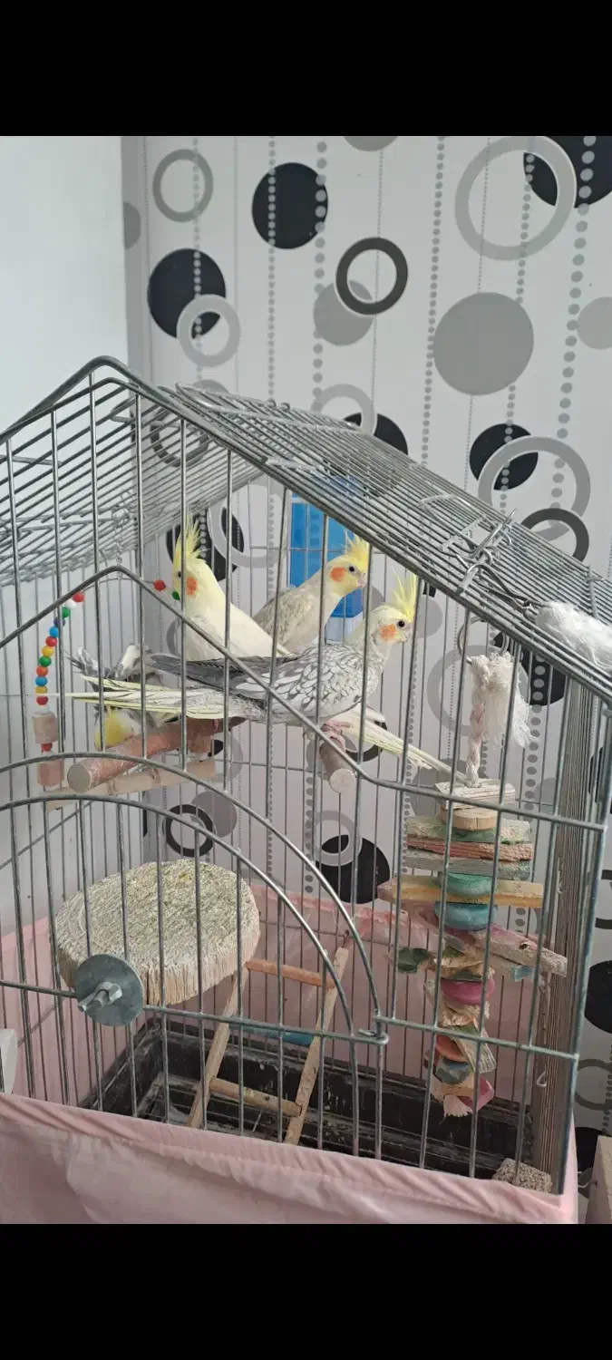 فروش عروس و مرغ عشق|پرنده|تفرش, |دیوار