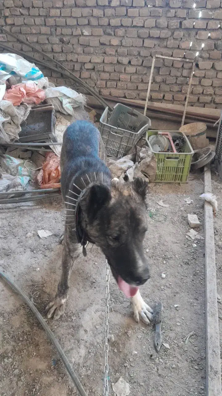 واگذاری سگ|سگ|سبزوار, اسلام آباد|دیوار