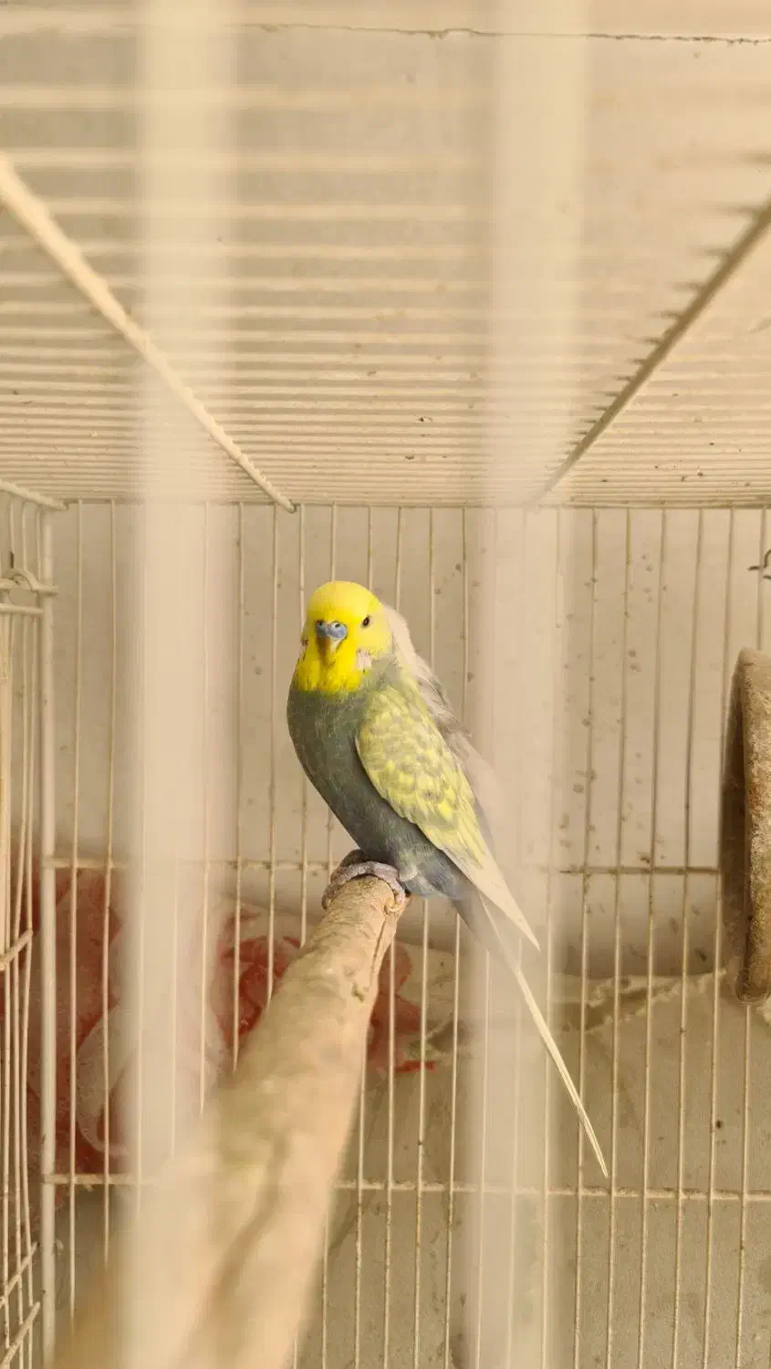 مرغ عشق انگلیسی و پروانه ای|پرنده|مشهد, مقدم|دیوار