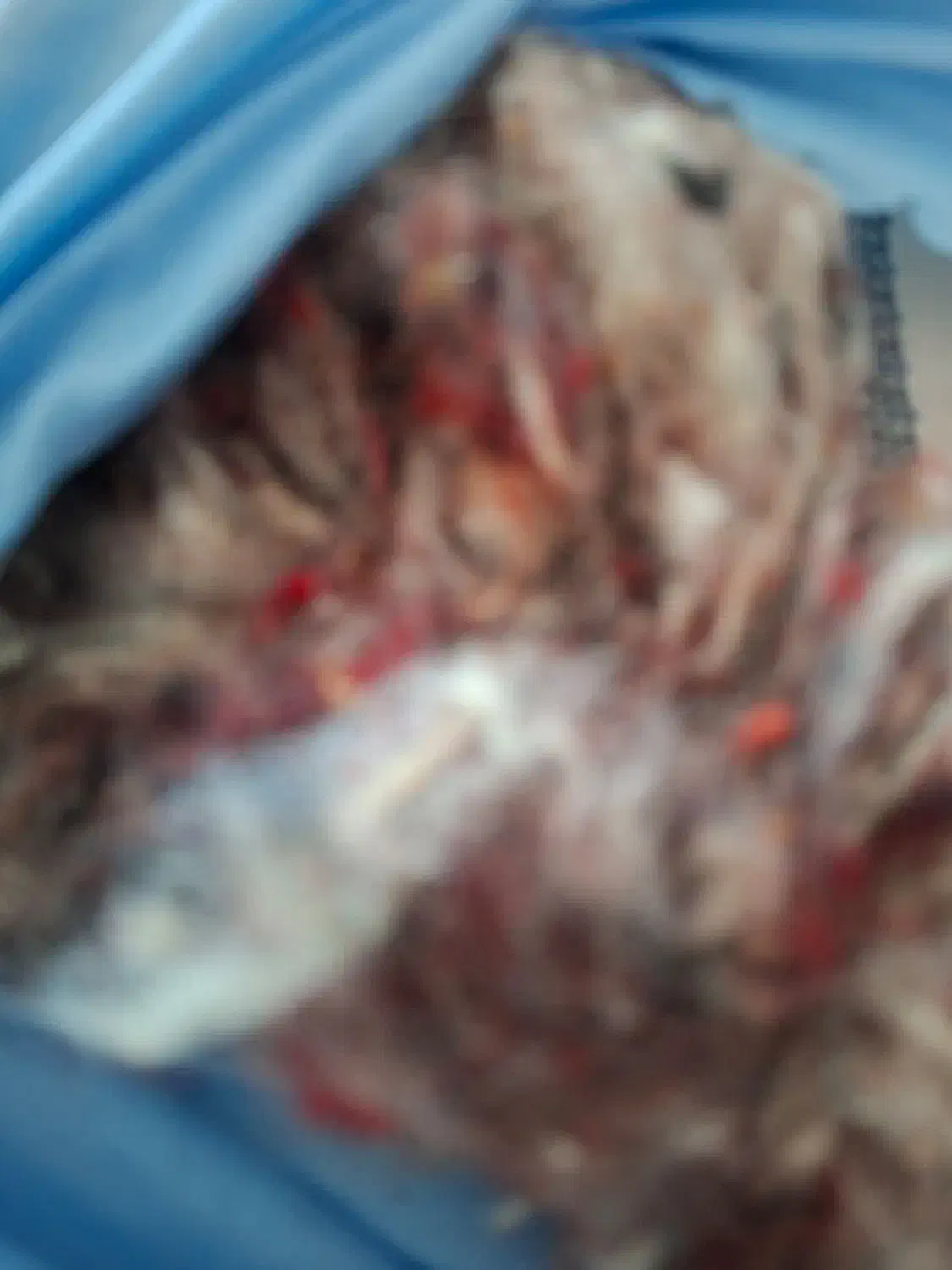 پنبه وبرقالی مخلوط|رختخواب، بالش، پتو|نهاوند, |دیوار