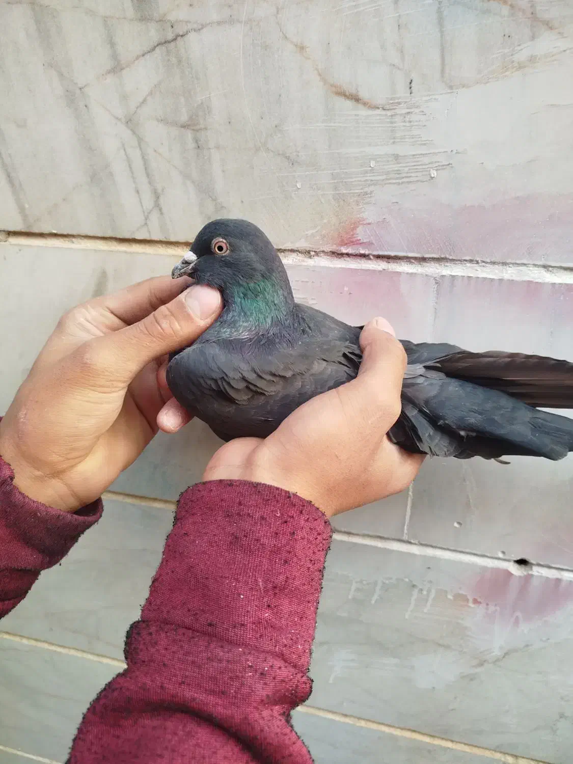 سلام به دوستان عشقبازای گل ۵عدد کفتر به فروش میرسد|پرنده|مهاجران, |دیوار