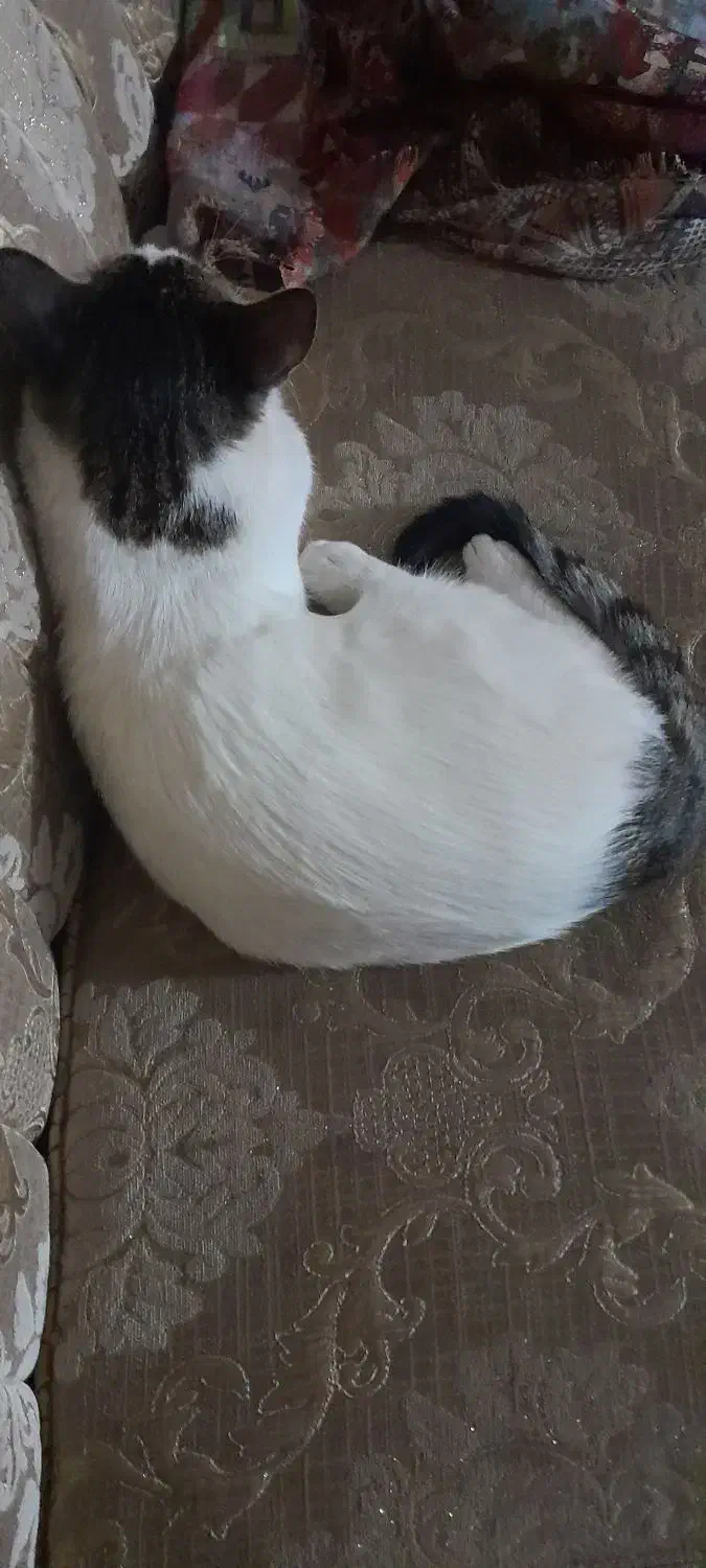 گربه گمشده/ گربه نر/ گربه زیبا|حیوانات|قم, شاه ابراهیم|دیوار