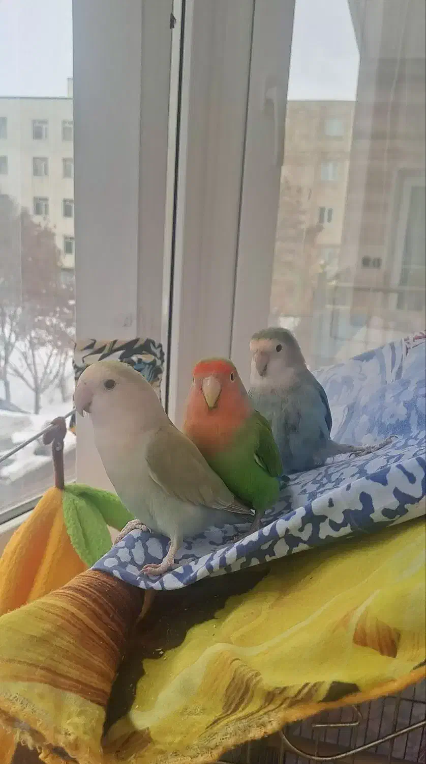 چهار طوطی برزیلی بالغ و سخنگو به همراه لوازم جانبی|پرنده|اردبیل, |دیوار