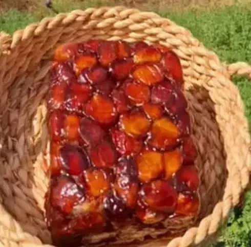 خرمای ارگانیک جم، بوشهر|خوردنی و آشامیدنی|بندر کنگان, |دیوار