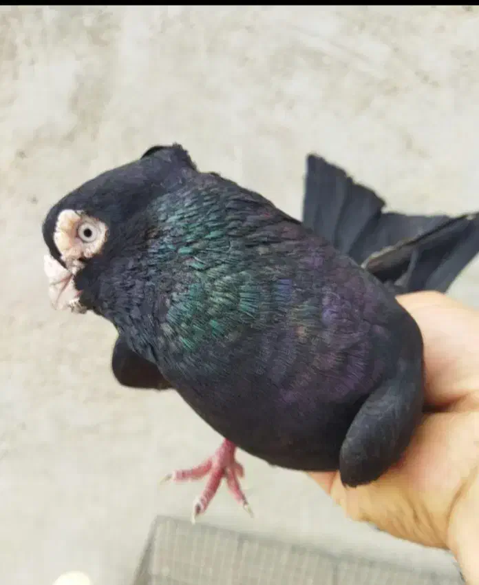 نامبروان|پرنده|دزپارت, |دیوار